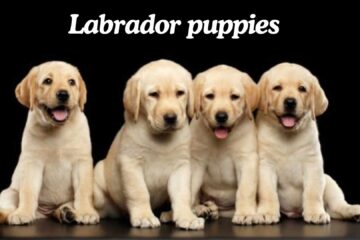  Labrador puppies