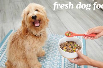 Fresh dog food