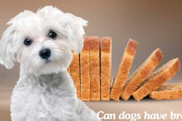 can dogs have bread