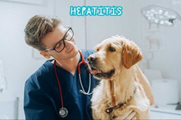 Hepatitis in dogs