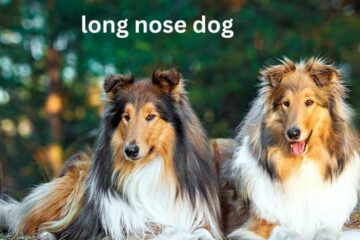 Long nose dog